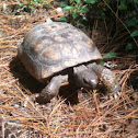 Florida Gopher Tortoise