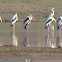 Flocks of Painted Stork