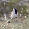Black-throated Sparrow - Male