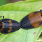 Lampyridae beetle (firefly)