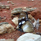 Variable Eggfly