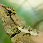 Oriental garden lizard