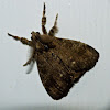 Definite tussock moth