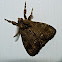 Definite tussock moth