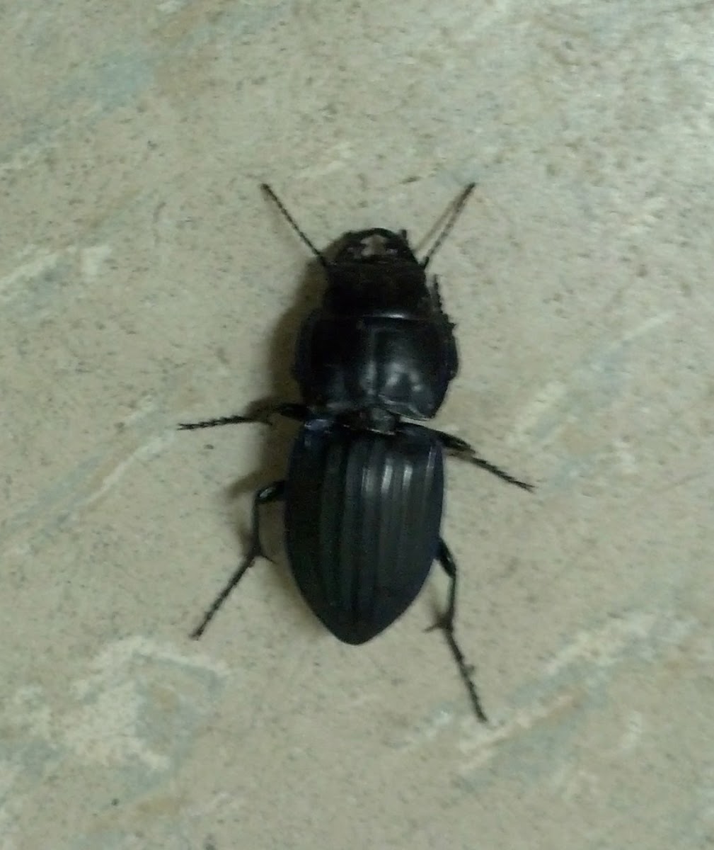 Pasimachus Ground Beetle