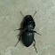 Pasimachus Ground Beetle