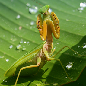 Kungfu mantis by Tele Nicotin - Animals Insects & Spiders