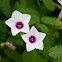 Water Morning Glory Flower