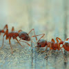 Common red ant