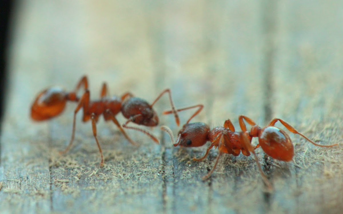 Common red ant