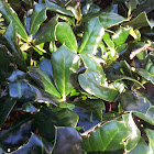 American Holly