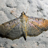 Two-spotted Herpetogramma