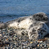 Harbour Seal - Pup