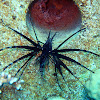 Black Volitan Lionfish