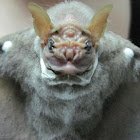 The Wrinkle-faced Bat