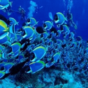 Nature Fish Live Wallpaper logo