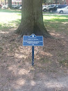 Winthrop Founder Memorial Laurel Oak Tree
