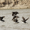 Cormorán, neotropic cormorant