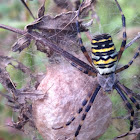 Wasp spider with eggs