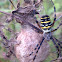 Wasp spider with eggs