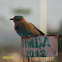 Indian Roller