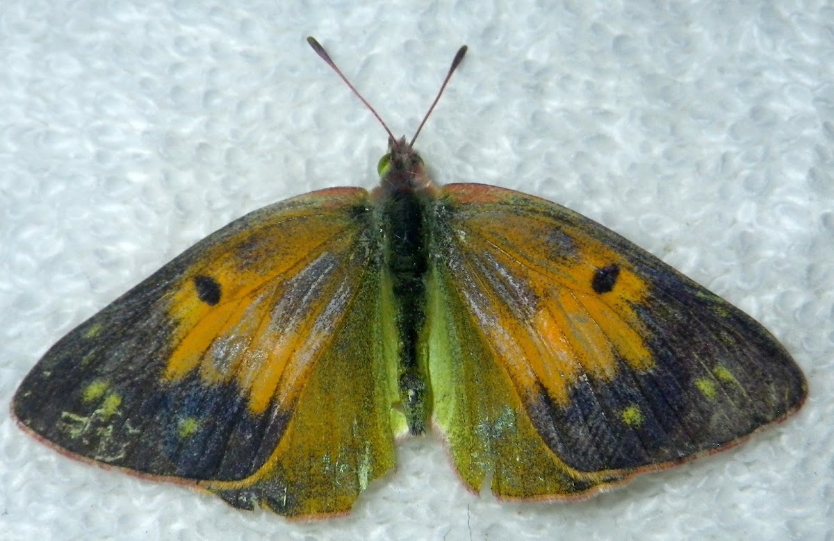 African Clouded Yellow