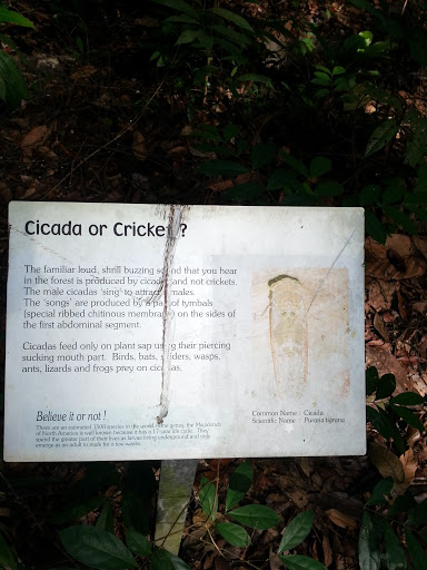 Cicada or Cricket
