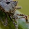 Spined Seed Bug