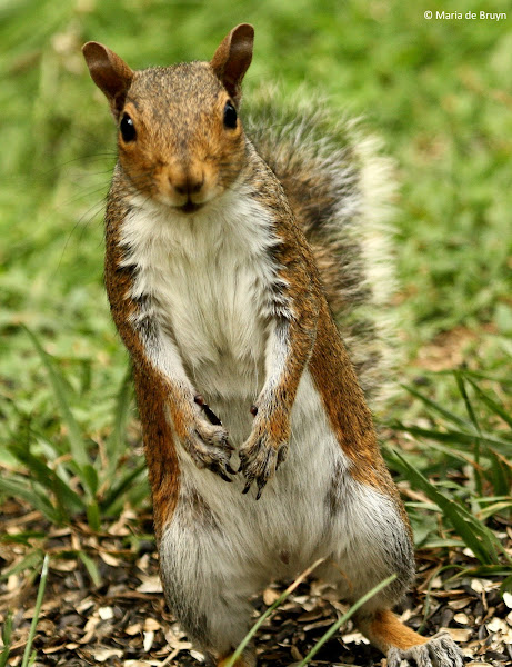 Eastern gray squirrel eating sunflower seeds | Project Noah