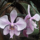 Orchids from the Philippines