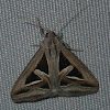 triangled moth