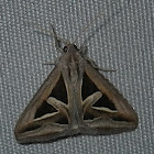 triangled moth