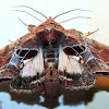 Beautiful Eutelia Moth