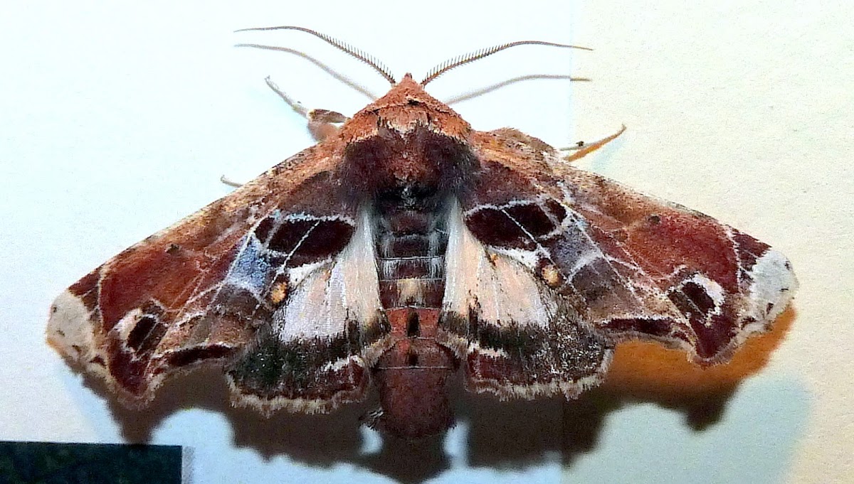 Beautiful Eutelia Moth