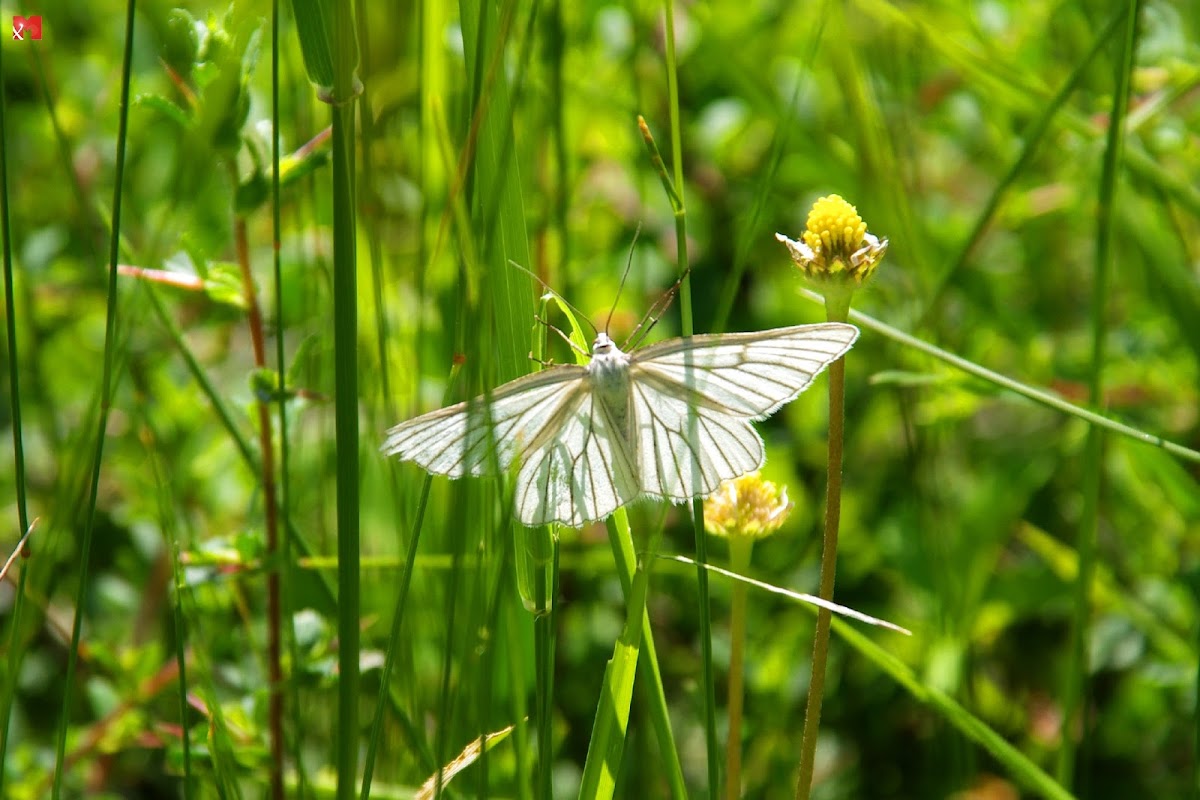 Black-veined Moth