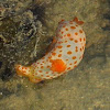 Orange-spotted gymnodoris nudibranch
