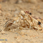 Mantis and Ant eating Grasshopper.
