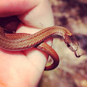 Red bellied snake