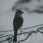 Tufted Titmouse