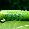 Oleander Hawk-Moth Catterpiller