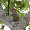 Knysna woodpecker