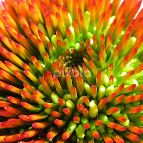 Echinacea by Jennifer Wheatley-Wolf - Flowers Single Flower