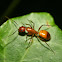 Rasberry Crazy Ant?