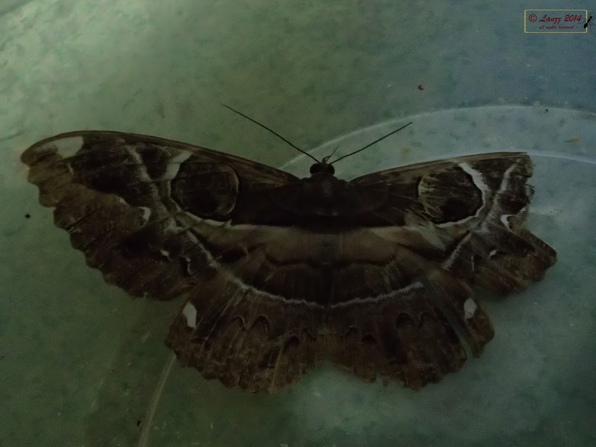 Noctuid Moth