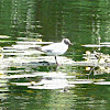 Black-headed gull