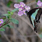 Common Bluebottle Butterfly