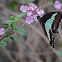 Common Bluebottle Butterfly