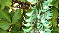 Example Vine Plants Philippines