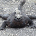 Marine Iguana