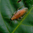 forest cockroach